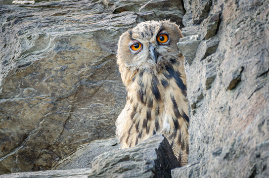 Neugieriges Uhuk&uuml;cken lugt hinter einem Felsen hervor
