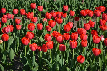 tulip, flower, spring, tulips, field, garden, nature, flowers, blossom, red, plant, flora, summer, bloom, color, beauty, purple, holland, pink, petal, park, yellow, season, blooming, colorful, floral,