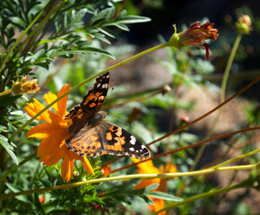painted lady butterfly on orange flower