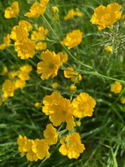 yellow flower in the garden