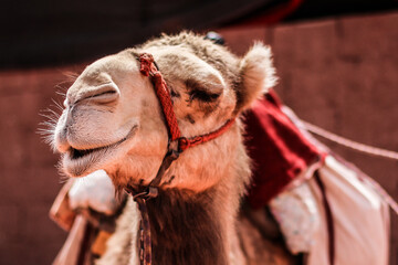 Wadi Rum Camel - obrazy, fototapety, plakaty