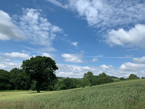 field and blue sky