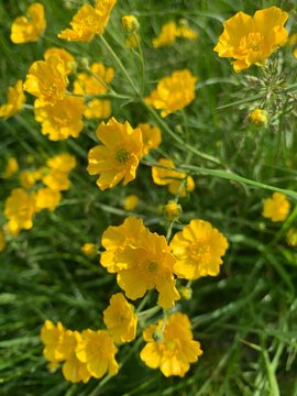yellow flower in the garden