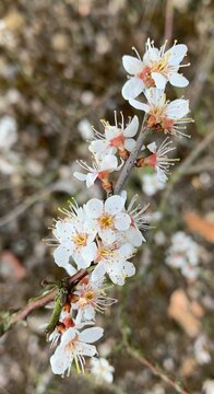 tree blossom