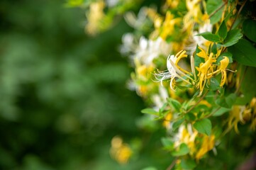 The plant blooms with white and yellow flowers. Green background. Honeysuckle or Lonicera is a...