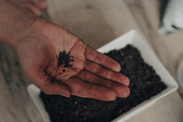 Basil Seeds in Woman Hand