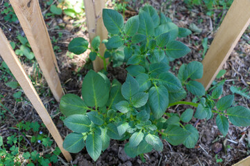 selective focus leafy branches of a newly planted potato