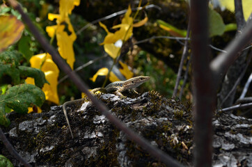 lizard; nature; forest; autumn; reptiles