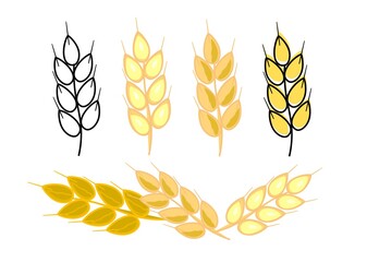 Wheat ears with grains. Image of an ear of grain with a black outline, spikelets of color and with colored spots on a white background for print and design