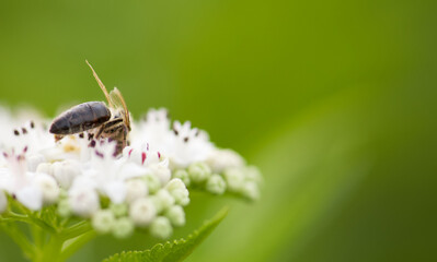 bee on a flower
