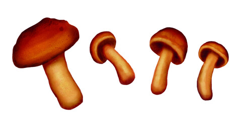 Fototapeta premium Brown yellow mushrooms rusulla isolated