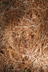 ピナス・パツラの枯葉　葉模様