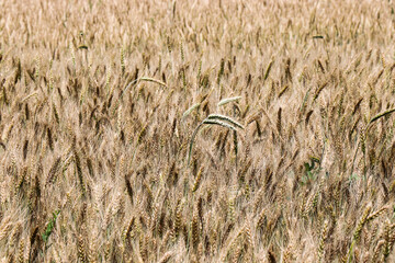 A field of wheat. Open spaces with golden ears of rye. The plant that will become flour. Bread. Endless expanses
