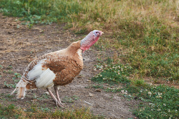 Adult brown and white turkey bird yelling