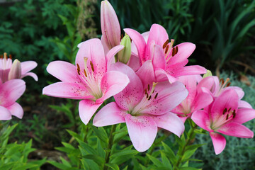 Fototapeta premium Bright juicy lilies. Yellow, pink, orange blooms. Inflorescences with large petals on a green background