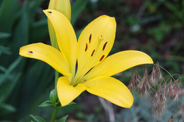 Bright juicy lilies. Yellow, pink, orange blooms. Inflorescences with large petals on a green background
