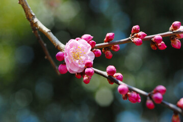 Fototapeta na wymiar ピンクの梅の花と蕾