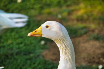 portrait of a goose