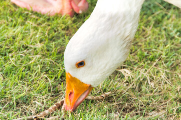 white goose in the grass