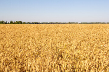 Golden wheat field and blue sky