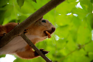 squirrel with a nut in his mouth