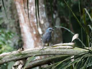 bird on a branch