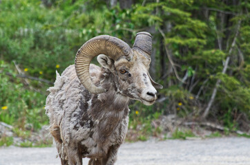 Close up of a Bighorn Sheep