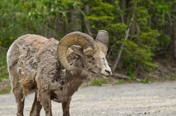 Close up of a Bighorn Sheep