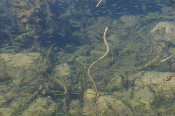 Water Snake swims in Ohrid Lake, wriggles, its head on the surface of water. Ohrid, Macedonia.