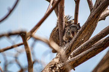 Cute squirrel on a tre
