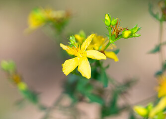 Żółty kwiat 2