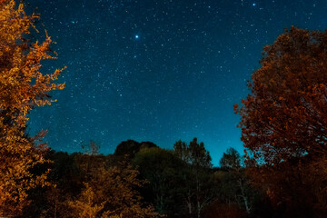 Fototapeta na wymiar beautifull landscape at night in the forest