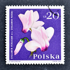 Cancelled postage stamp printed by Poland, that shows Persian Cyclamen , Cyclamen persicum, circa 1964.