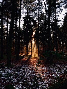 sunset in the forest
