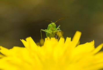 zielony robak na żółtym kwiatku