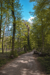 Wood (Oberwald, Karlsruhe)