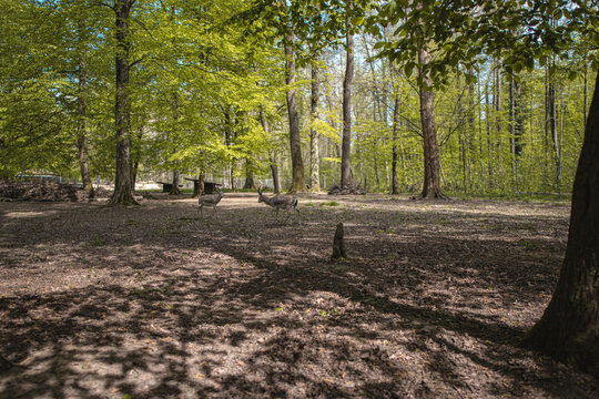 Wood (Oberwald, Karlsruhe)