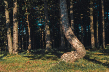 Black pine (Pinus Nigra) tree trunks in Zlatibor forest