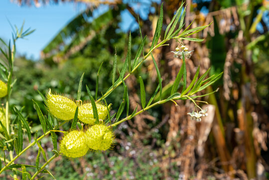 Colourful flowers at the botanic garden of Auckland, New Zealand