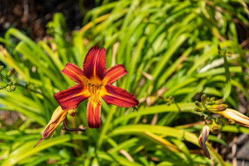 Colourful flowers at the botanic garden of Auckland, New Zealand