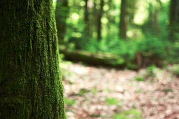 Mysterious tree in the forest completely covered with thick moss
