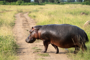 Hippo, Hippopotamus amphibius