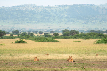 Pride of lions, Queen Elizabeth National Park, Uganda