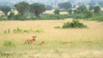 Pride of lions, Queen Elizabeth National Park, Uganda