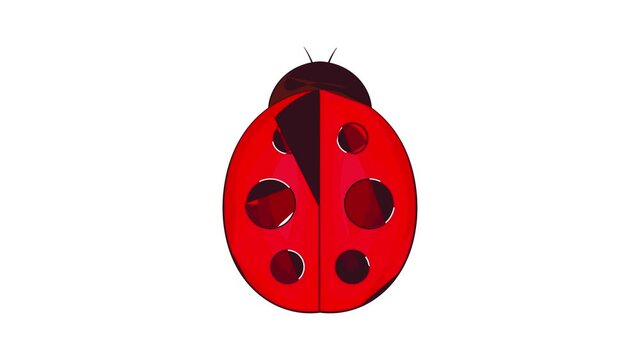 Ladybug icon animation cartoon best object isolated on white background
