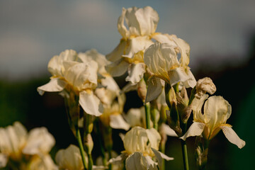 White irises on the flower bed. Japanese iris in the garden. White flowers in the summer. The buds are in bloom