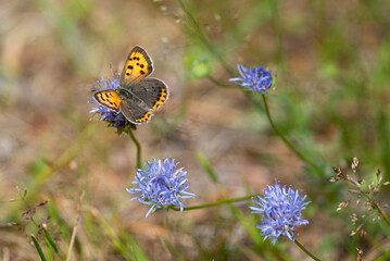 Butterfly and blue flowers