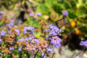 Colourful flowers and butterfly at the botanic garden of Auckland, New Zealand