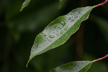 Leaf after rain