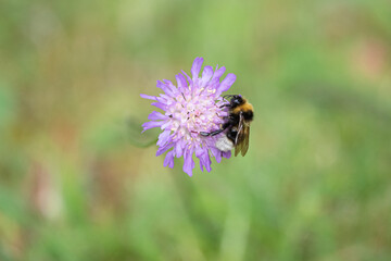 Bumblebee on purple flower